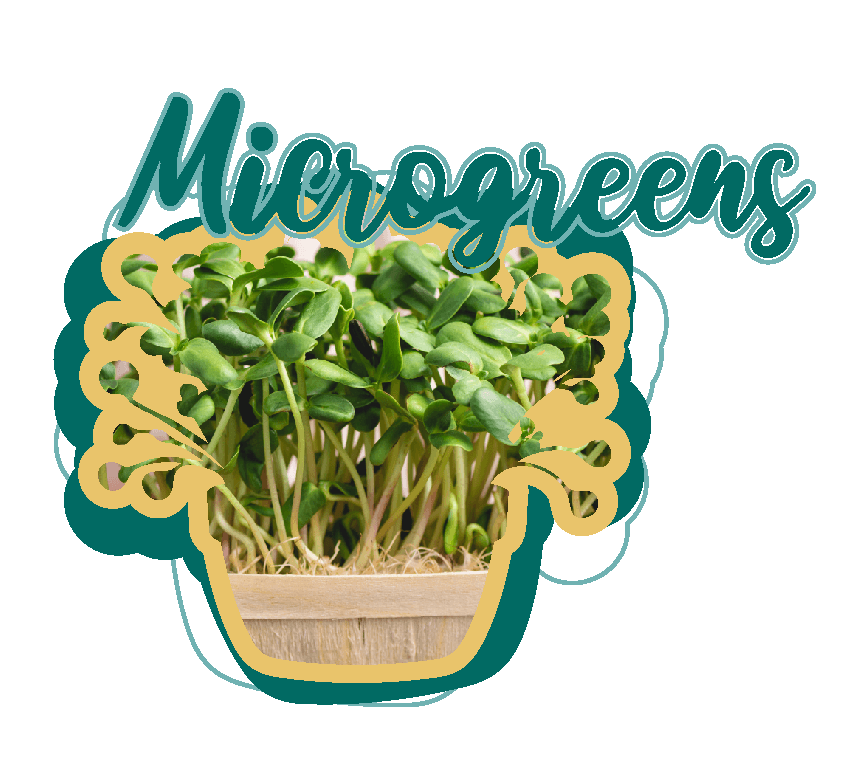 Fresh bowl of colorful microgreens including sunflower, radish, and pea shoots ready to eat