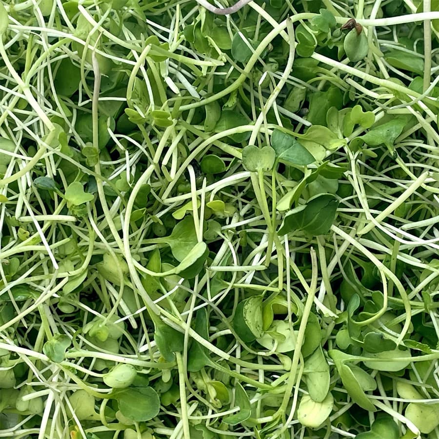 Broccoli Microgreens thumbnail 2