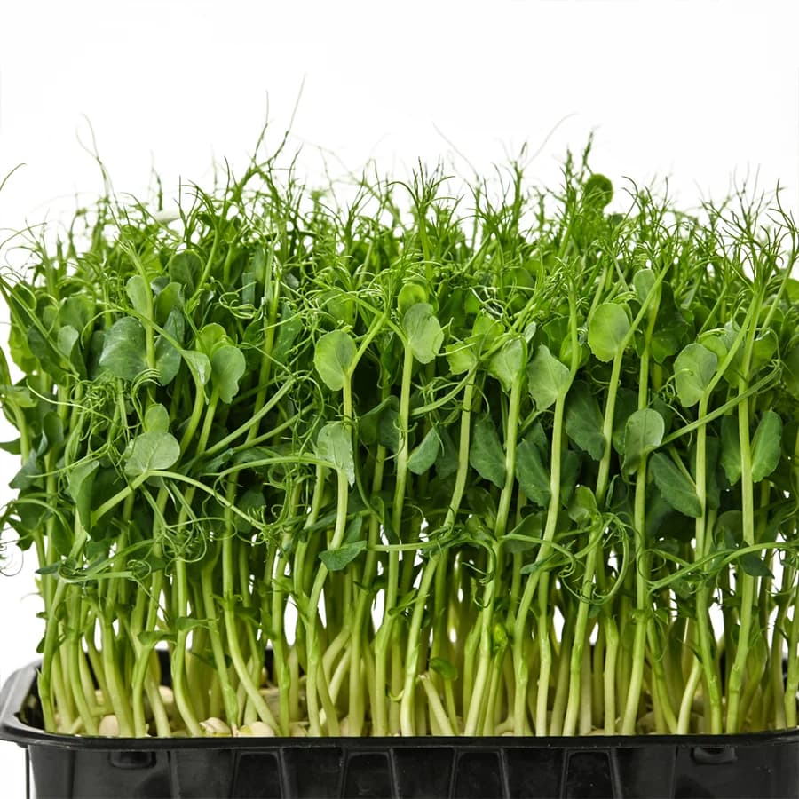 Pea Shoots thumbnail 2