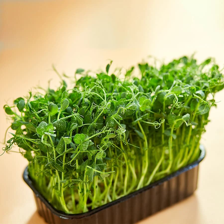 Pea Shoots thumbnail 3