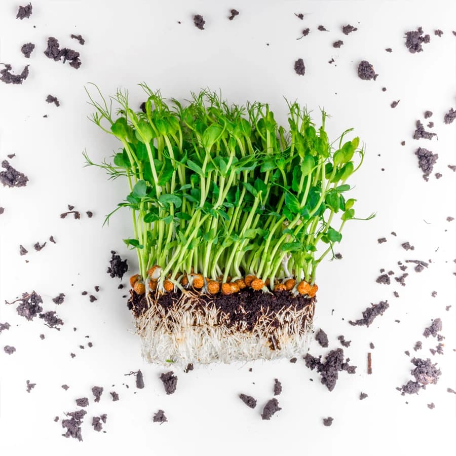 Pea Shoots thumbnail 4