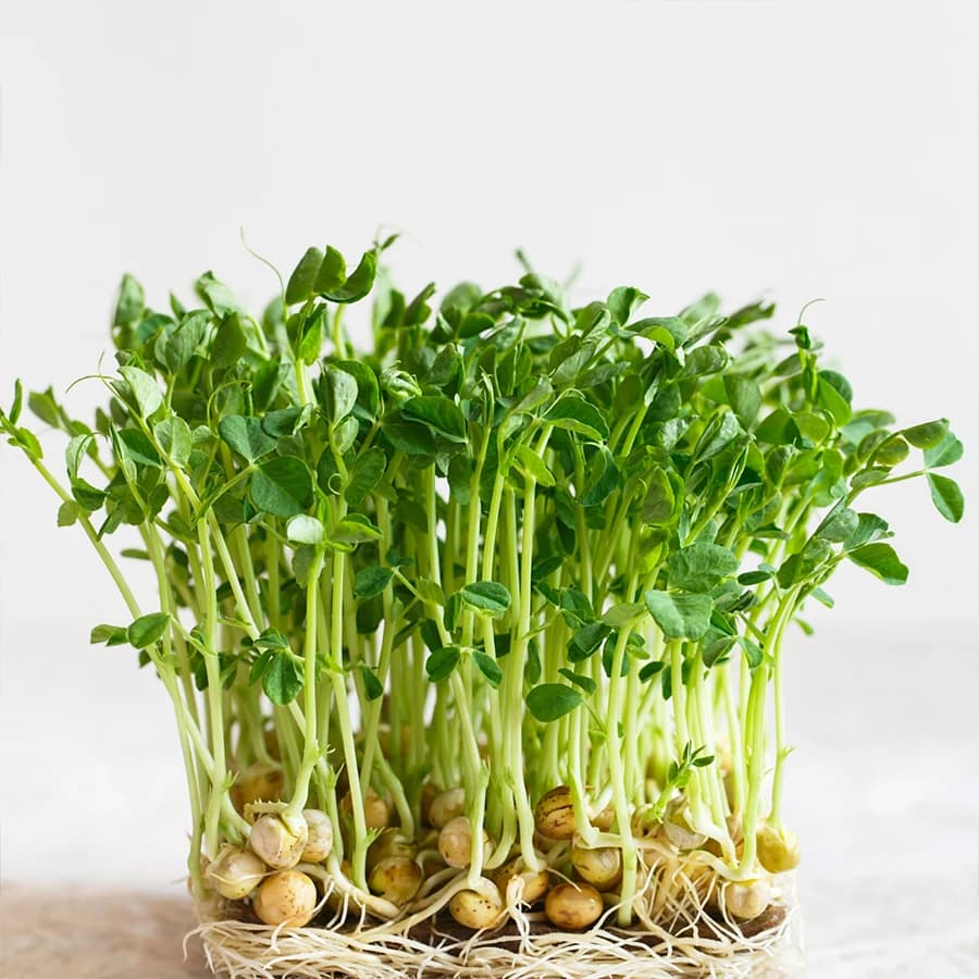 Pea Shoots thumbnail 5