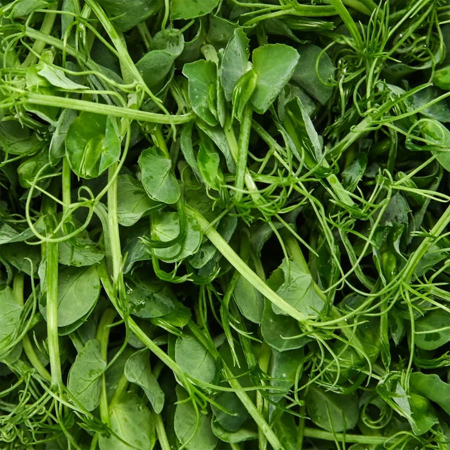 Pea Shoots thumbnail 8