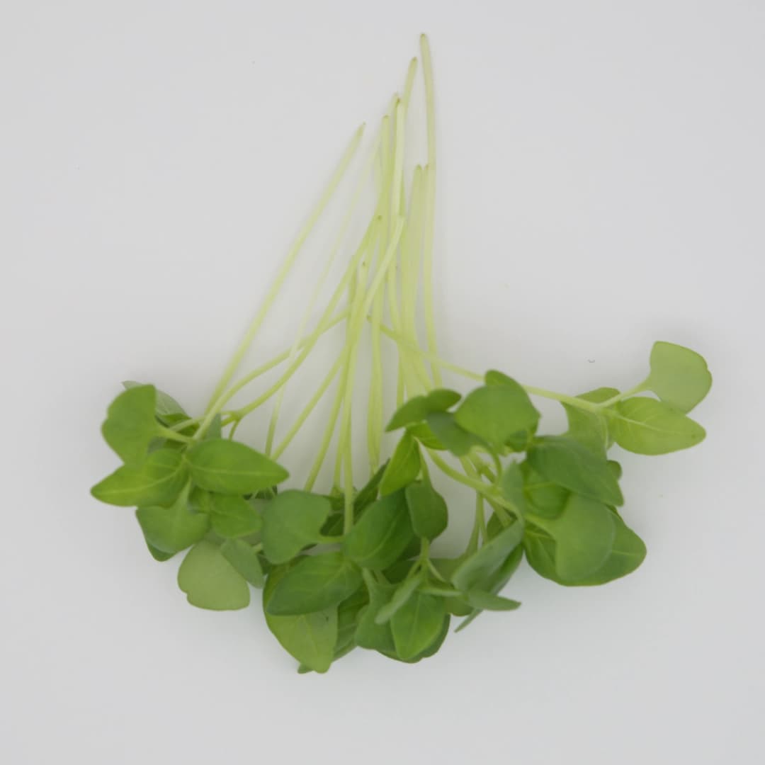 Baby Persian Basil (Reyhan) thumbnail 2