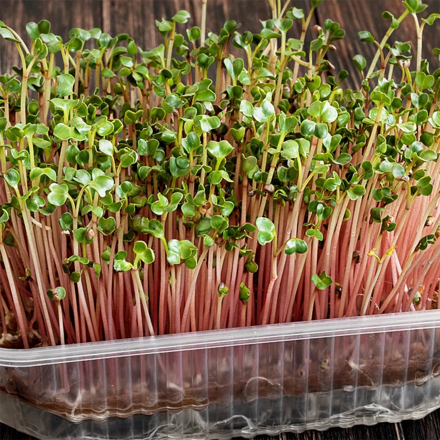 Radish Microgreens thumbnail 4