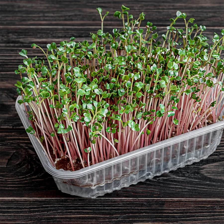 Radish Microgreens thumbnail 5