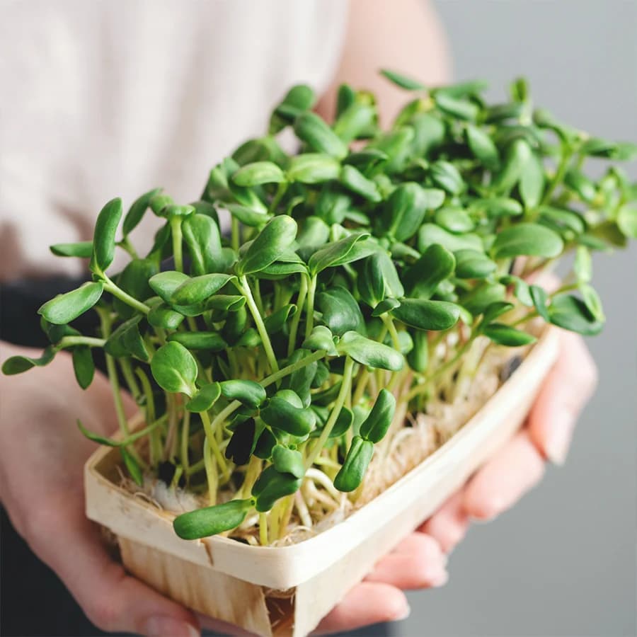 Sunflower Microgreens thumbnail 2