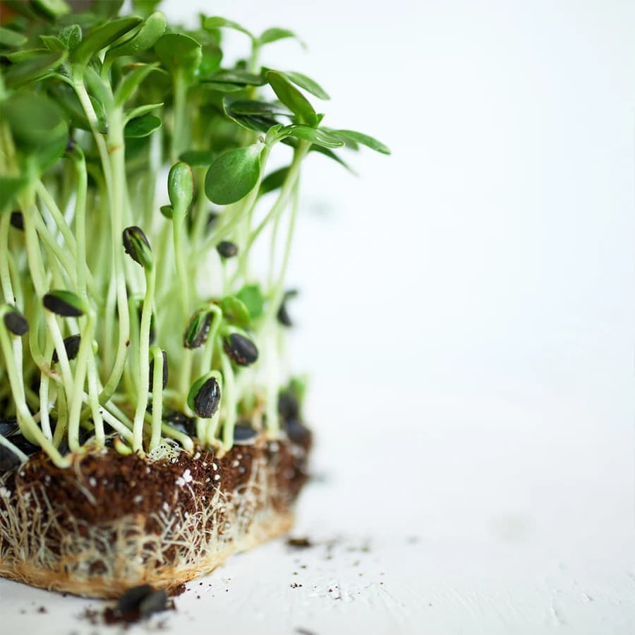 Sunflower Microgreens thumbnail 3