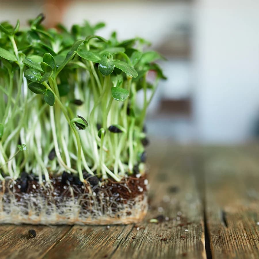 Sunflower Microgreens thumbnail 4