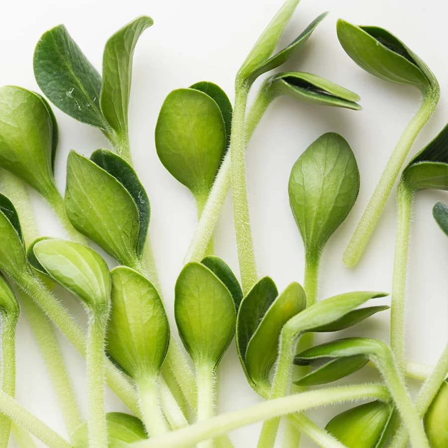 Sunflower Microgreens thumbnail 5