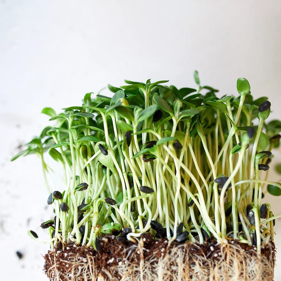 Sunflower Microgreens thumbnail 17