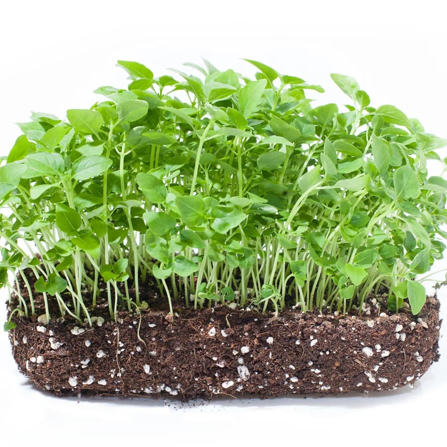 Basil Microgreens