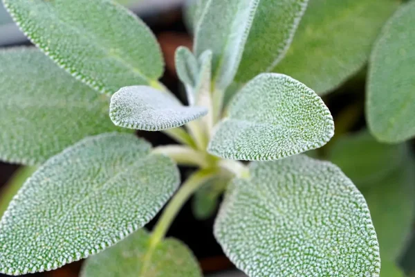 sage, herb, seasoning, plant, nature, sage, sage, sage, sage, sage