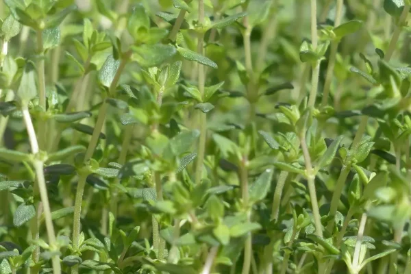 thyme, real thyme, culinary herbs, leaves, stalk, plant, nature, seasoning, thymus vulgaris, thymus, lip flower family, lamiaceae, aromatic plant, medicinal plant, garden plant, garden herbs, herb, garden spice plant, roman thyme, kuttelkraut, garden thyme, lip petals