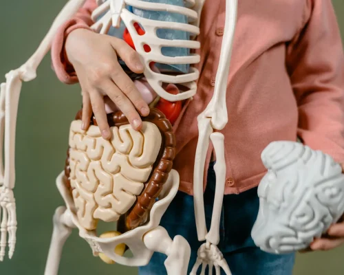 A child interacts with a detailed anatomical skeleton model, showcasing the brain and digestive system.