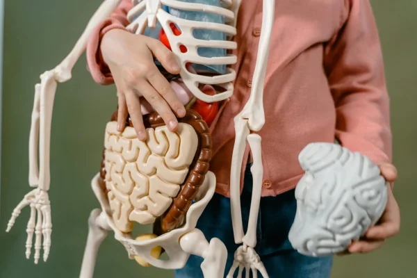 pexels-photo-8471867-8471867 A child interacts with a detailed anatomical skeleton model, showcasing the brain and digestive system.